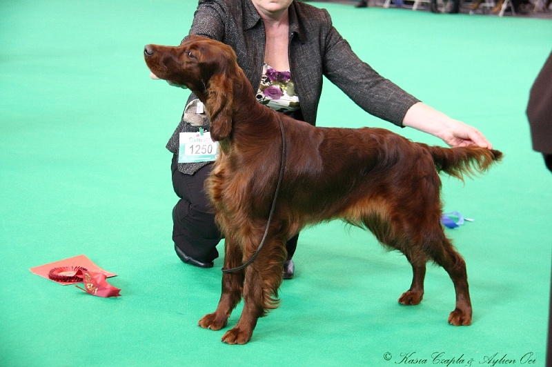 Crufts2011 151.jpg